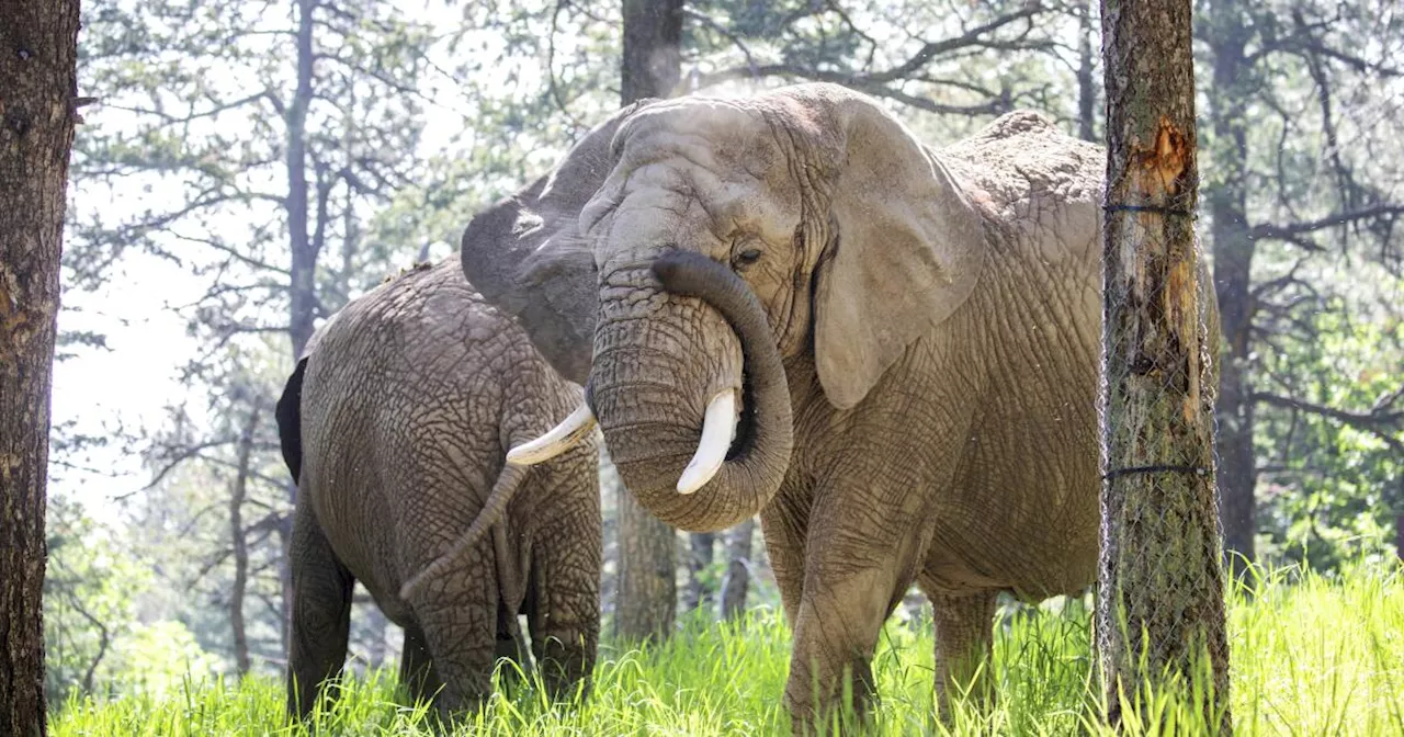 ¿Puede un elefante demandar a un zoológico? Corte Suprema de Colorado decidirá el asunto