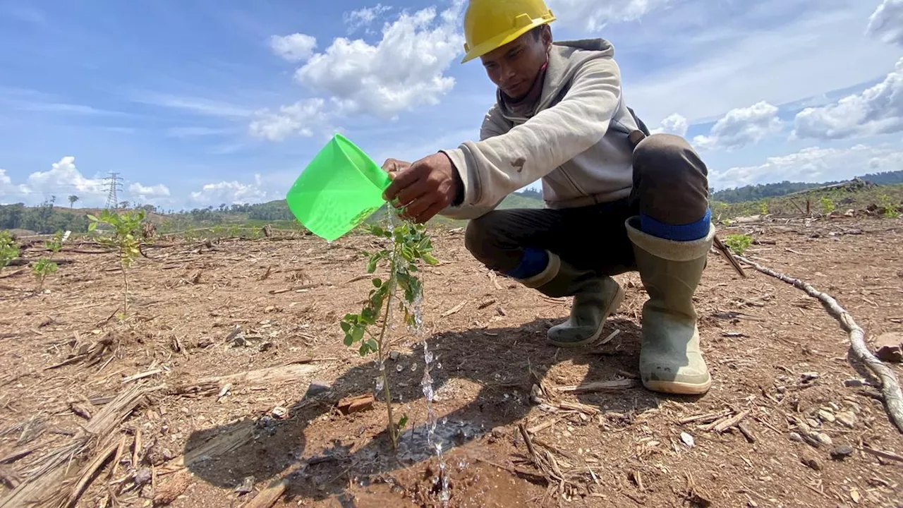 Kembangkan Bioenergi dan Jaga Alam, Produsen Wood Pellet Ini Tanam 11 Juta Pohon Gamal