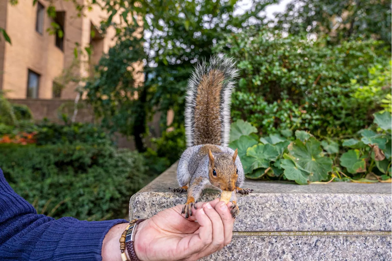 Famous social media pet squirrel euthanised after anonymous complaints