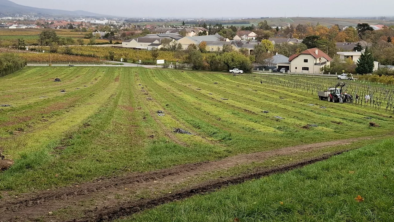 Aufregung in Bad Vöslau wegen Weingarten-Rodung