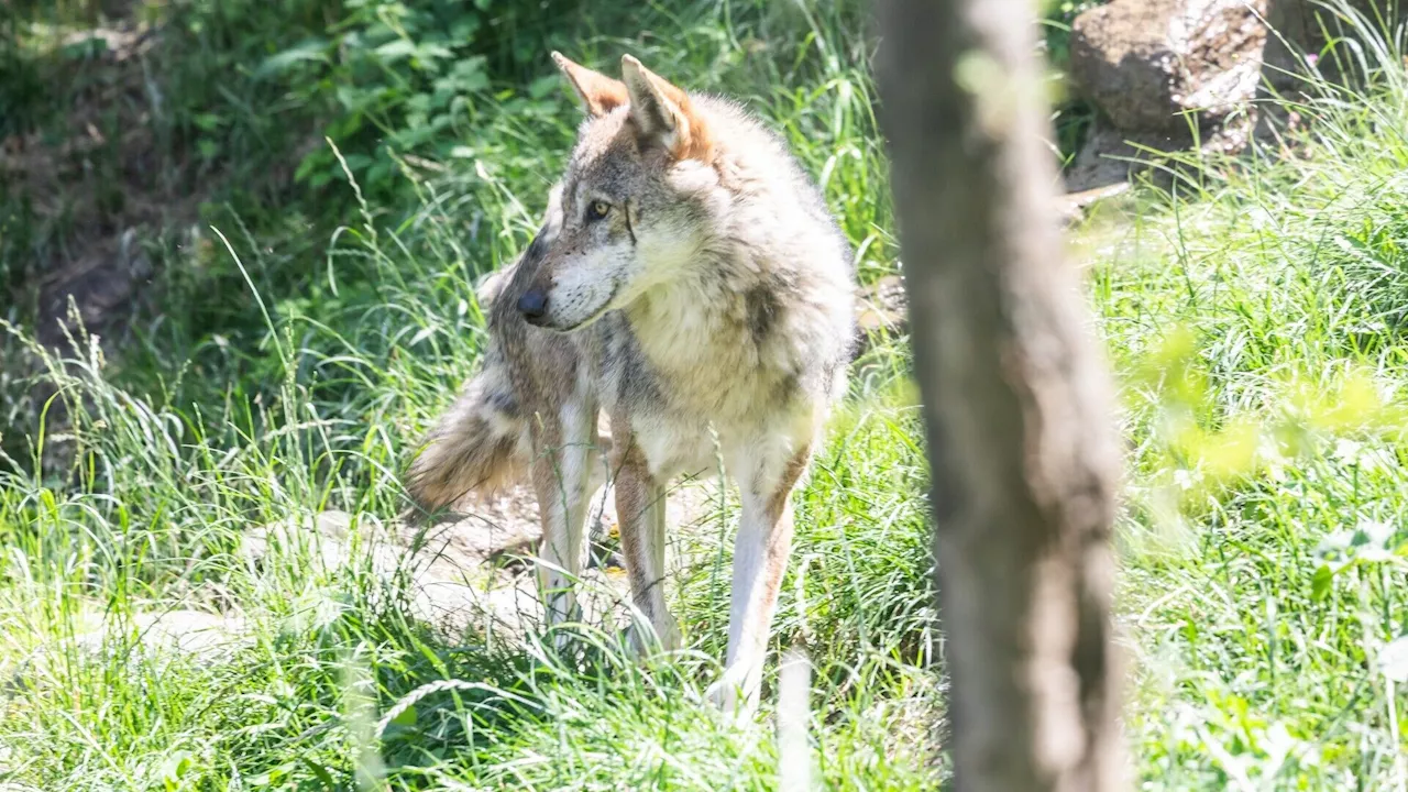 DNA bestätigt: Ein Wolf riss das Reh im Gölsental