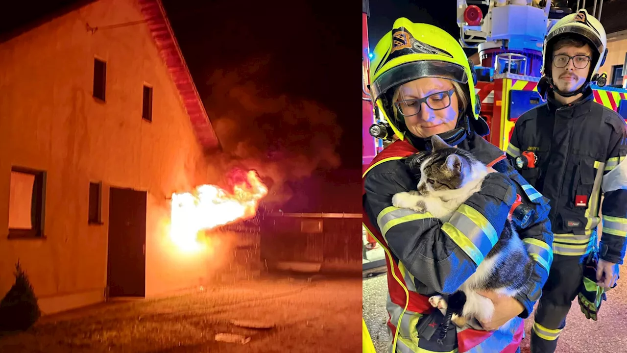 Feuer in „Villenkolonie“ gelöscht, Katze aus Nebenwohnung gerettet