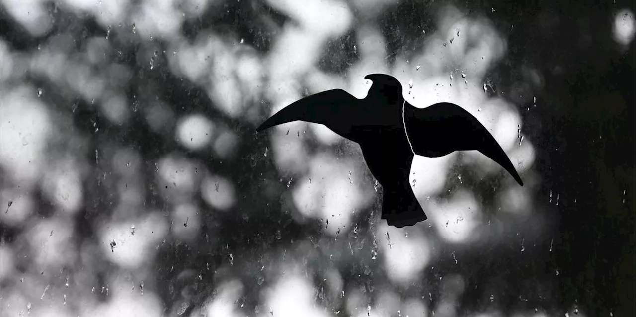 Menschen in Bayern sollen Vogeltod an Glasfassaden melden