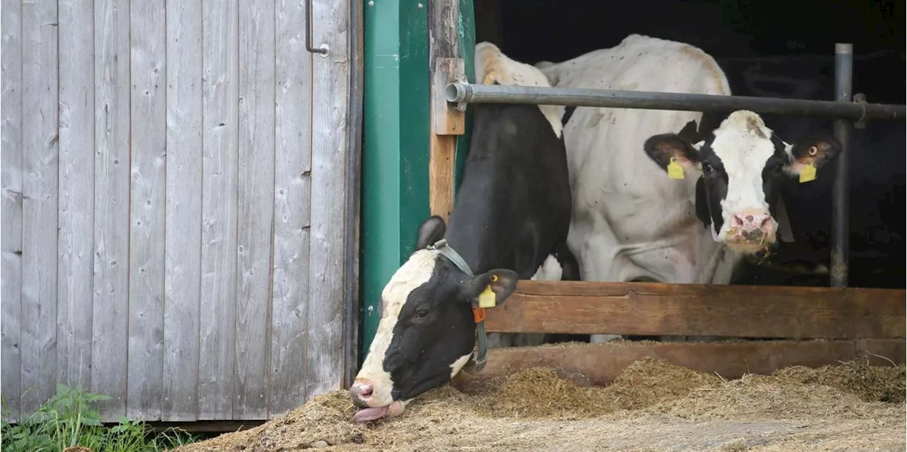 Prozess im Allg&auml;uer Tierschutzskandal geht in zweite Runde