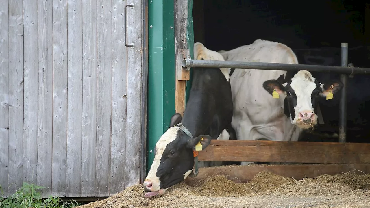 Bayern: Prozess im Allgäuer Tierschutzskandal geht in zweite Runde