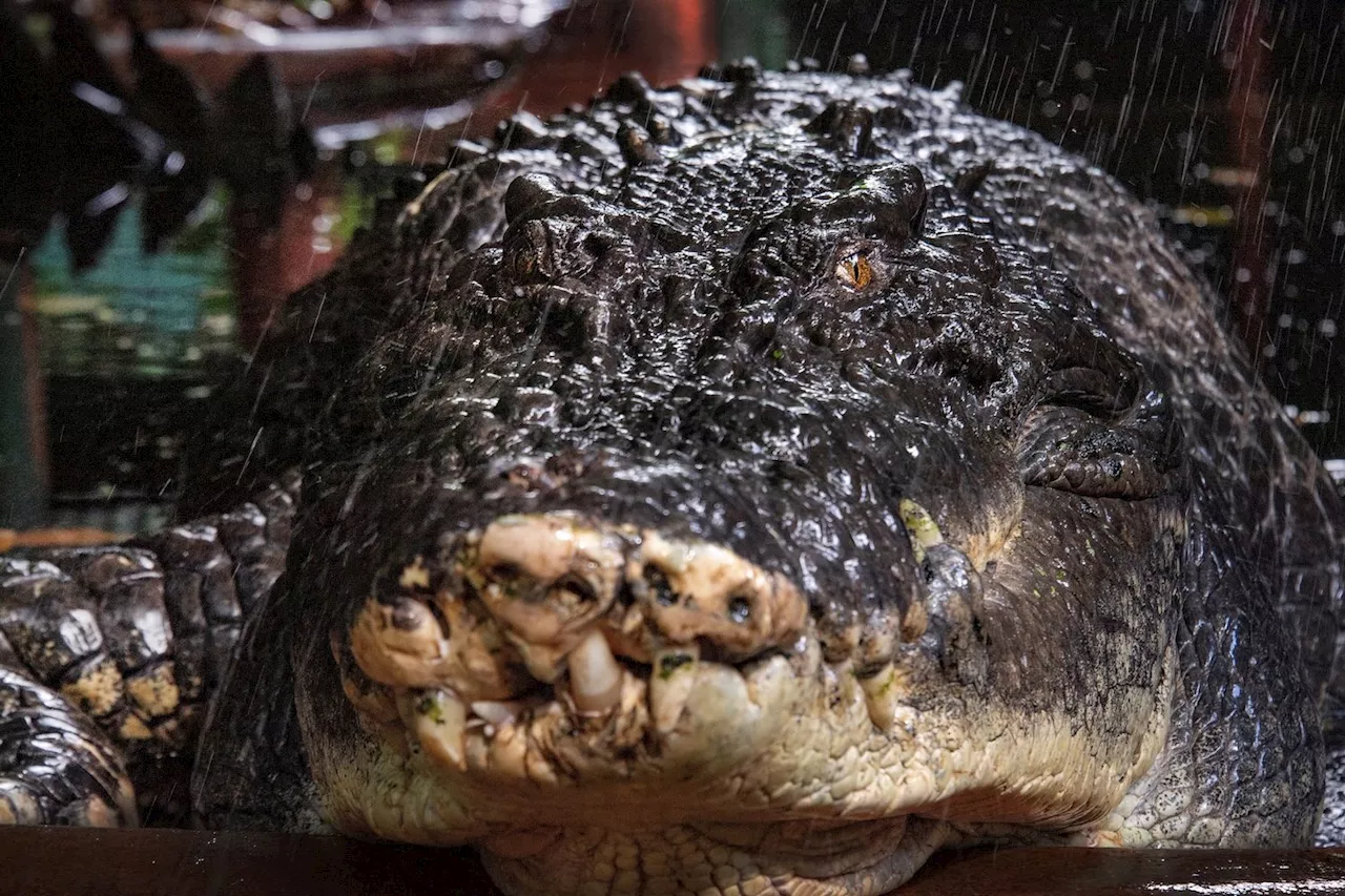 World’s largest captive crocodile Cassius dies in Australia