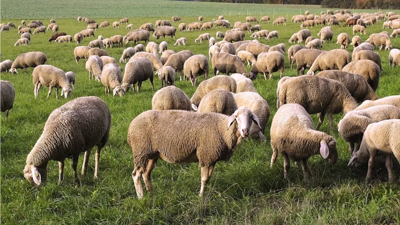 Agricoltori e allevatori in crisi, Coldiretti Lazio pronta alla mobilitazione: "La Regione non ci ascolta"