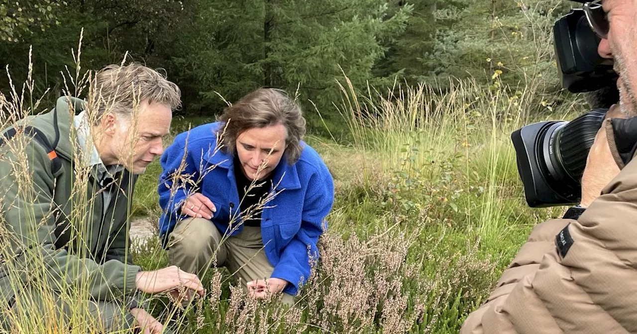 De drie grootste loofbomen in een woest Drents-Friese Wold