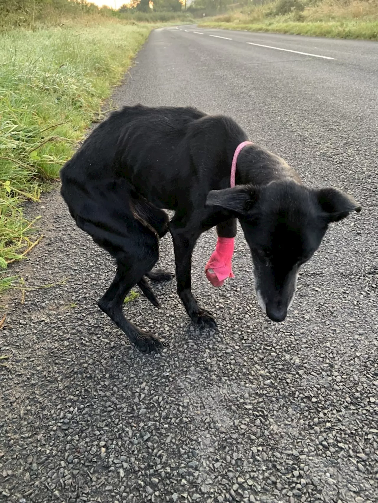 'One of our players almost lost a foot': Newport Rugby Club joins anti dog fouling campaign