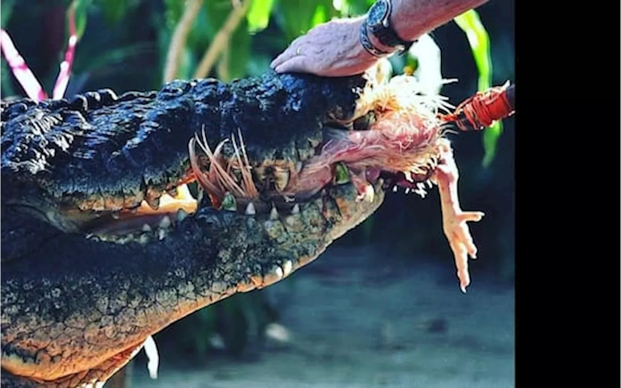 Australia, è morto a 110 anni il coccodrillo più grande al mondo