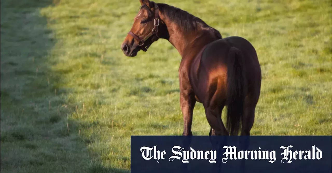 The Melbourne Cup icon who’s never been to Flemington Australia