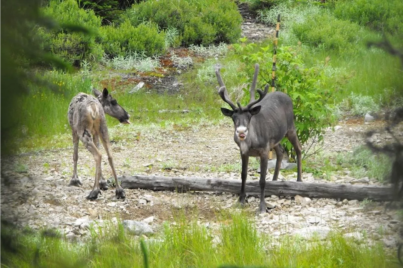 BACK ROADS BILL: On Slate Islands rocks, fish and caribou