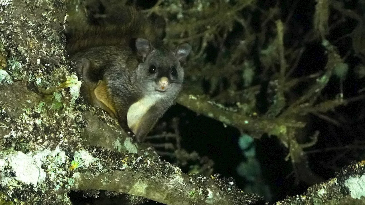 Rare flying squirrel species usually seen in Myanmar, now found in China's Xizang