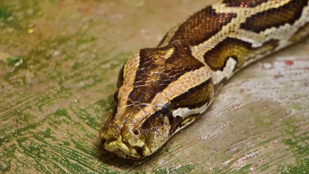 Schlangen: Tigerpythons können 60 Kilo Hirsch am Stück schlucken