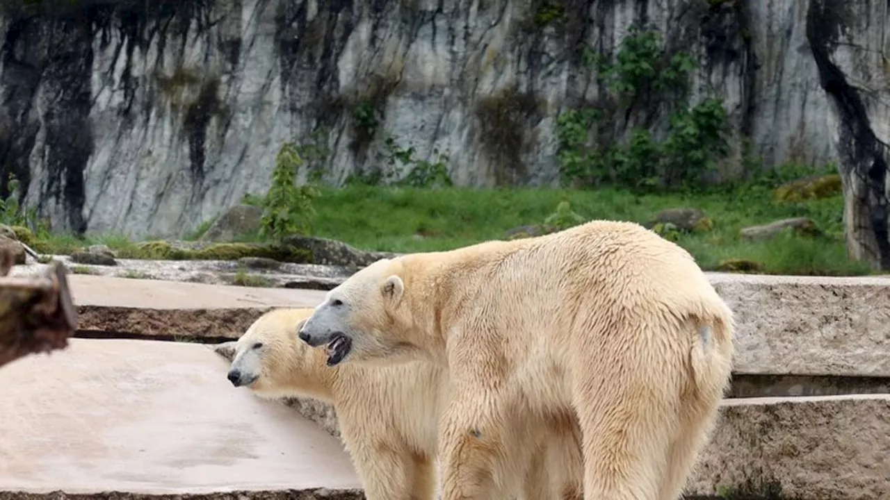 Zoo Karlsruhe: Eisbären in Außenanlage geboren