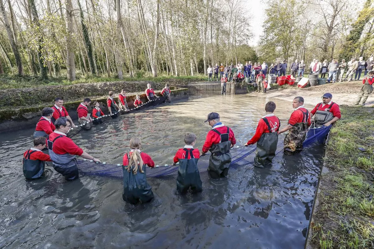 Charente-Maritime : à Saint-Maigrin, un étang vidé et du poisson archi-frais à saisir