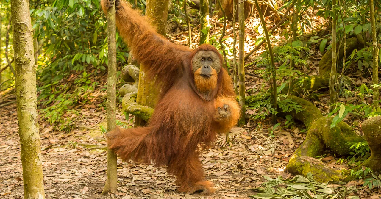 Zu Besuch bei Orang-Utans