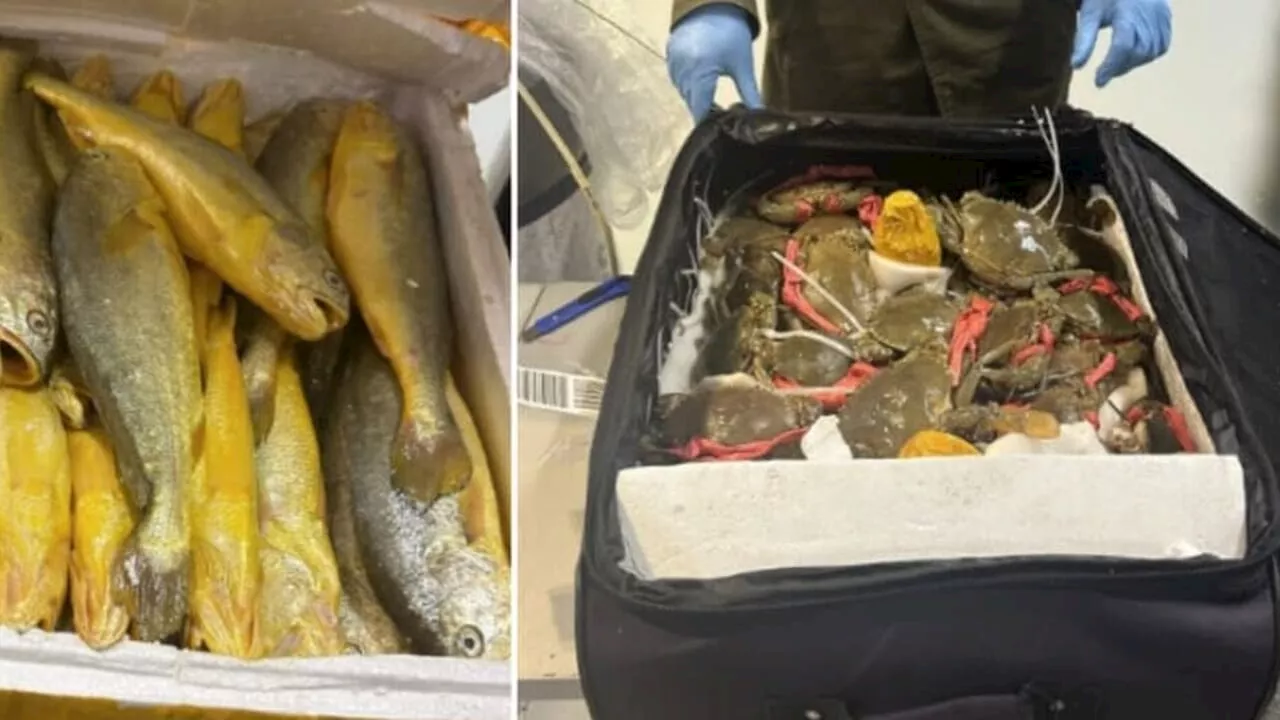 Il pesce per i ristoranti trasportato in valigia dalla Cina: cosa hanno scoperto i carabinieri