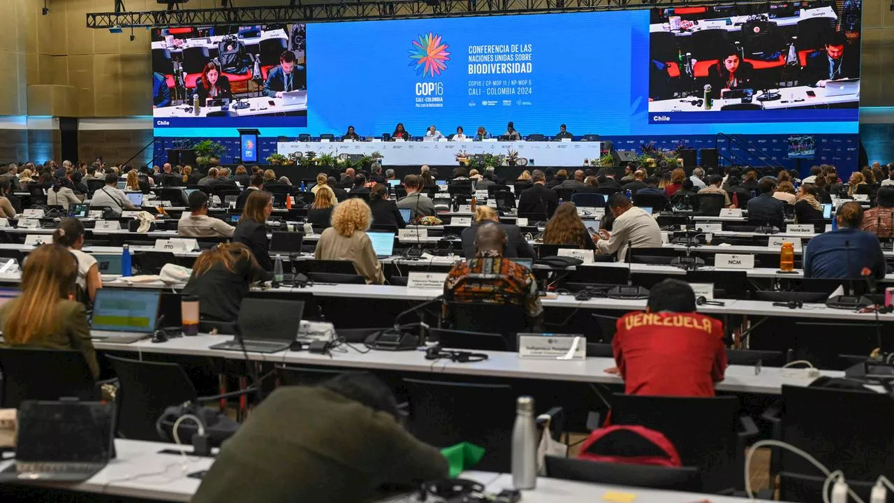 COP16 in Kolumbien: Bitteres Ende der Weltnaturkonferenz