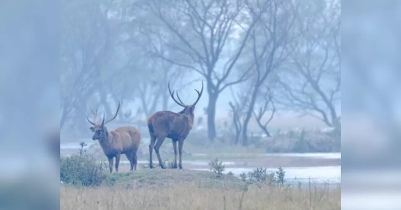 Rajasthan Weather Update: राजस्थान में धड़ाम से गिरा पारा, सर्द हवाओं ने बढ़ाई ठिठुरन, जानें आज कैसा रहेगा मौसम का मिजाज