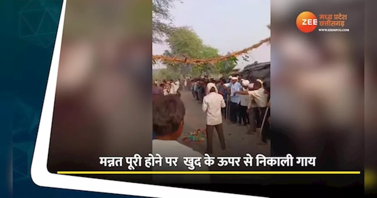 VIDEO: रौंदते हुई निकलती हैं सैकड़ों गाय, जानें अनोखी परंपरा का महत्व