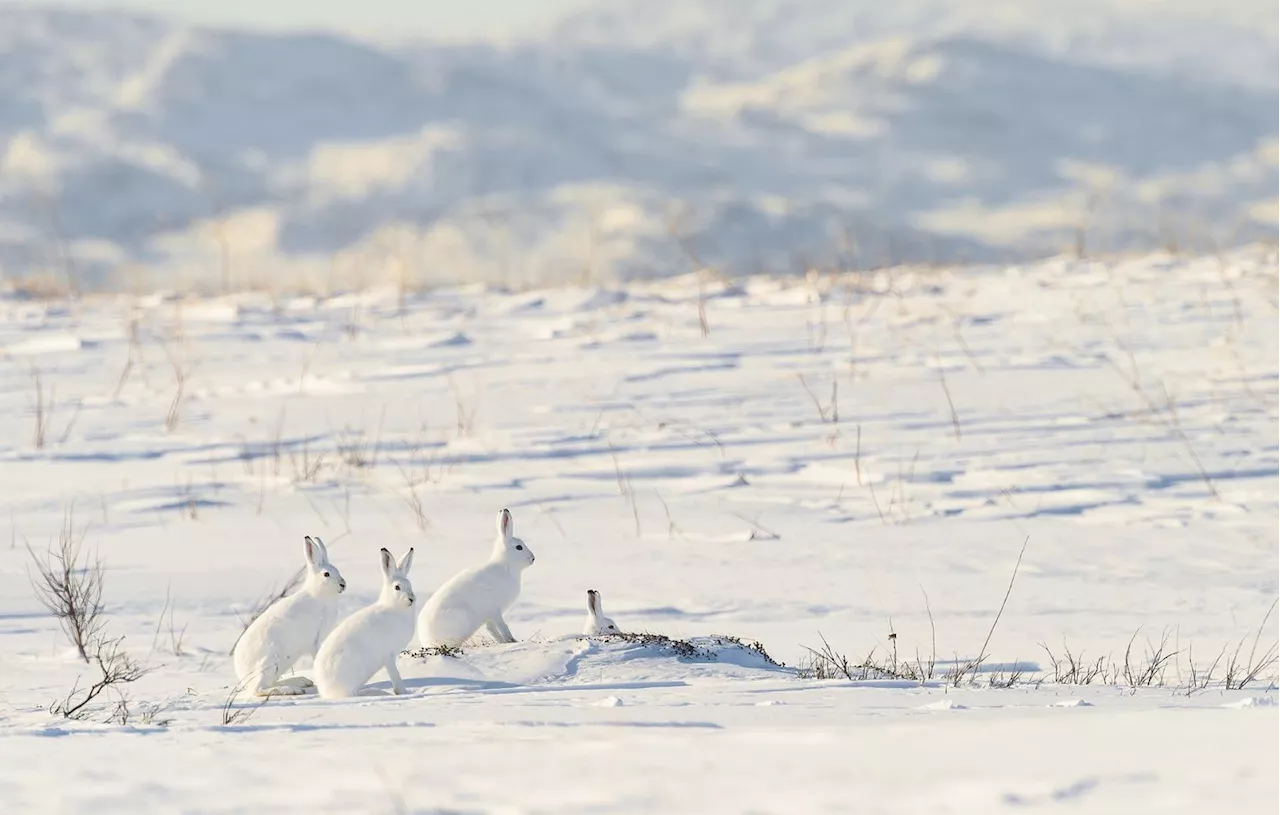 Le lièvre arctique : héros du grand Nord