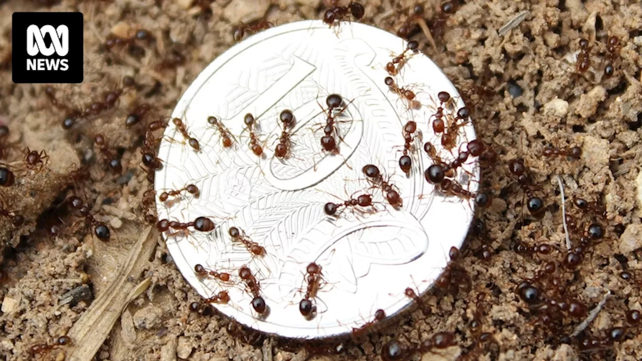 Turf industry fires back after NSW bans interstate imports due to fire ants