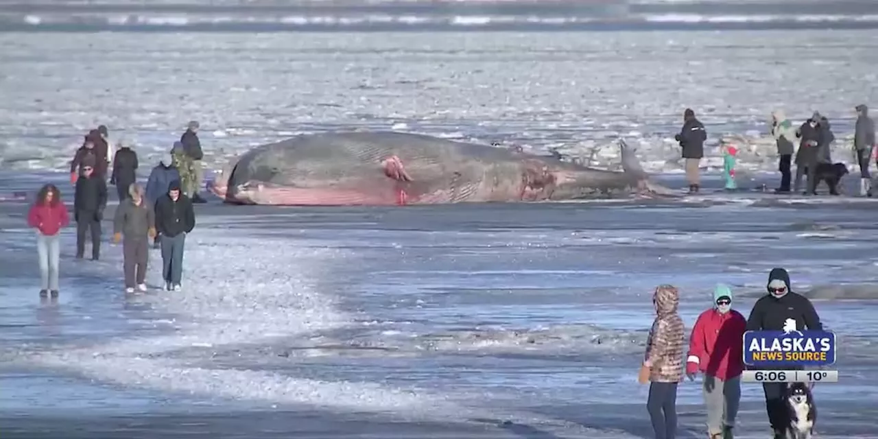 Enamored by stranded whale, Alaskans make the trek to visit its carcass