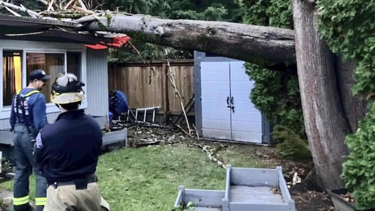 'Bomb cyclone' knocks out power and downs trees across northwest US, killing 1