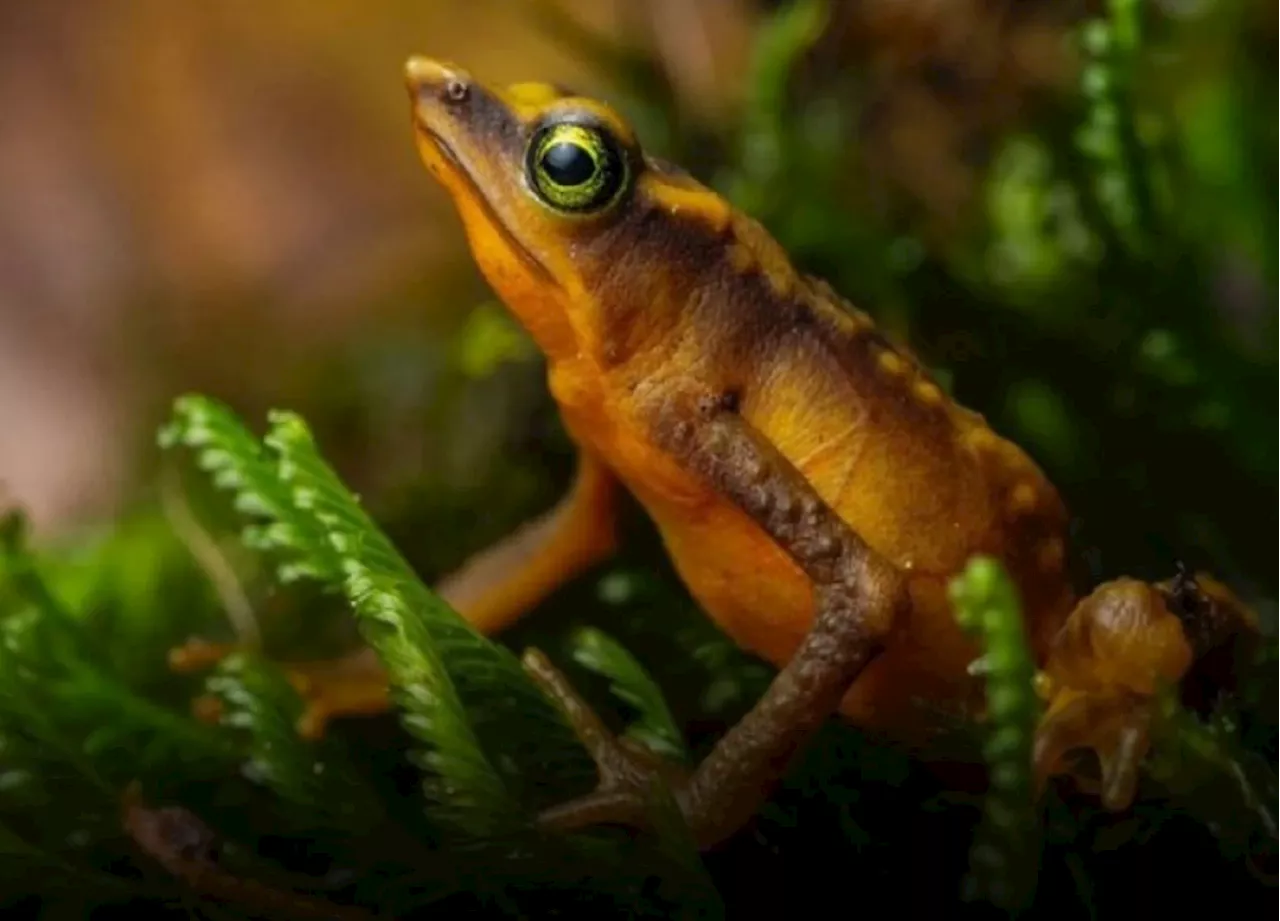 Hallan especie de rana en Santander que se creía extinta en Colombia