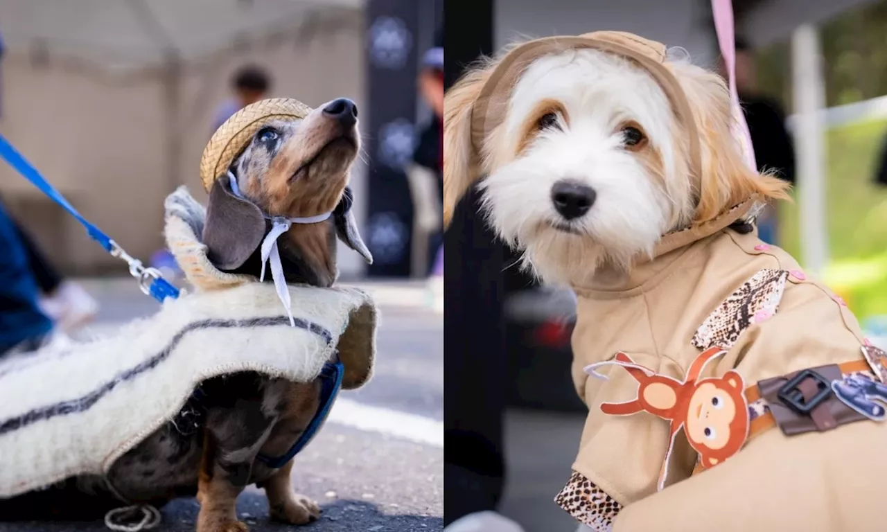 Mascotas como protagonistas: más de 700 perros participaron en jornada social