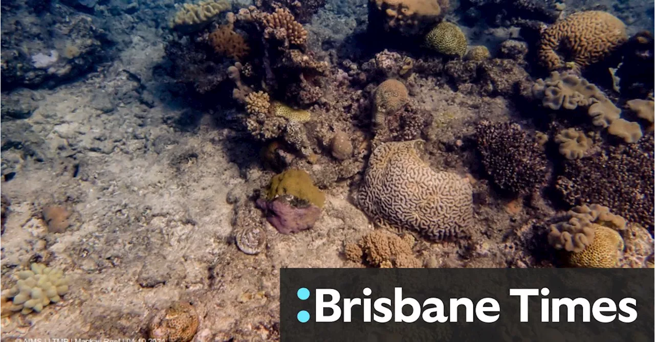 ‘Worst fears realised’: One-third of corals dead on section of Barrier Reef