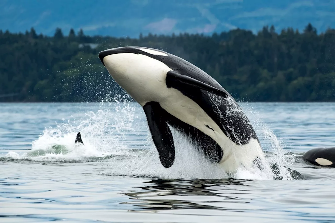 Documents reveal Canada's early efforts to save orcas from 'catastrophic' oil spills