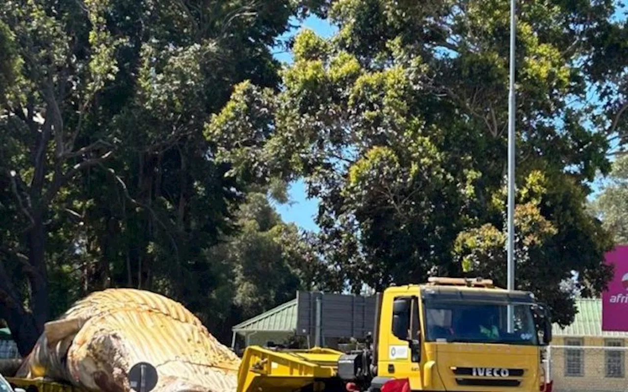 CoCT oversees transportation of 35-ton whale carcass from Hout Bay