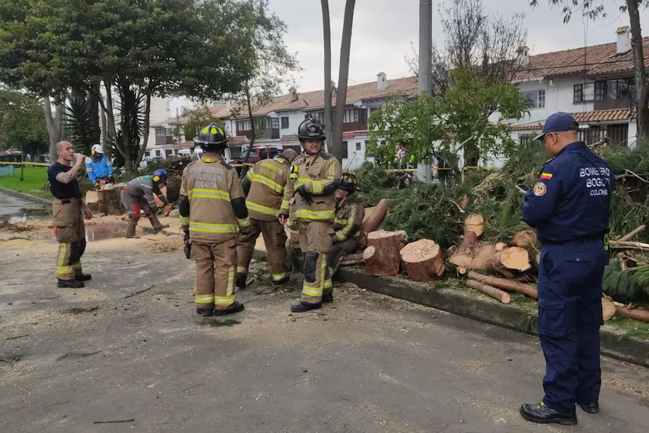 Gigantesco árbol cae en el barrio Julio Flores de Bogotá: casas afectadas y vía bloqueada