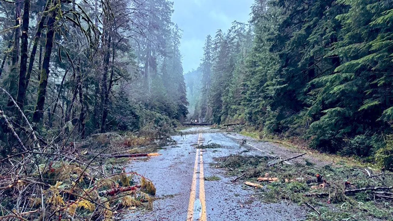 Storm closes multiple highways on Vancouver Island due to downed trees