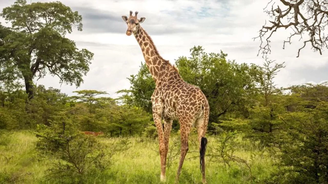 Las jirafas podrían ingresar a la lista de especies en peligro de extinción, dicen funcionarios de vida silvestre de EE.UU.