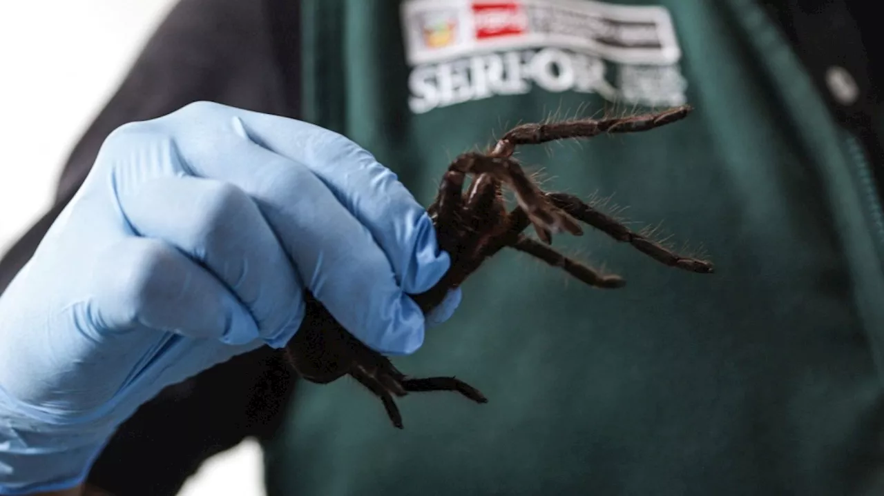 Smuggler arrested with 300 tarantulas strapped to his body