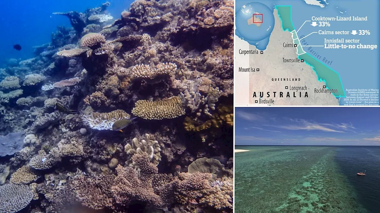 Scientists raise the alarm over record-breaking coral death in the Great Barrier Reef