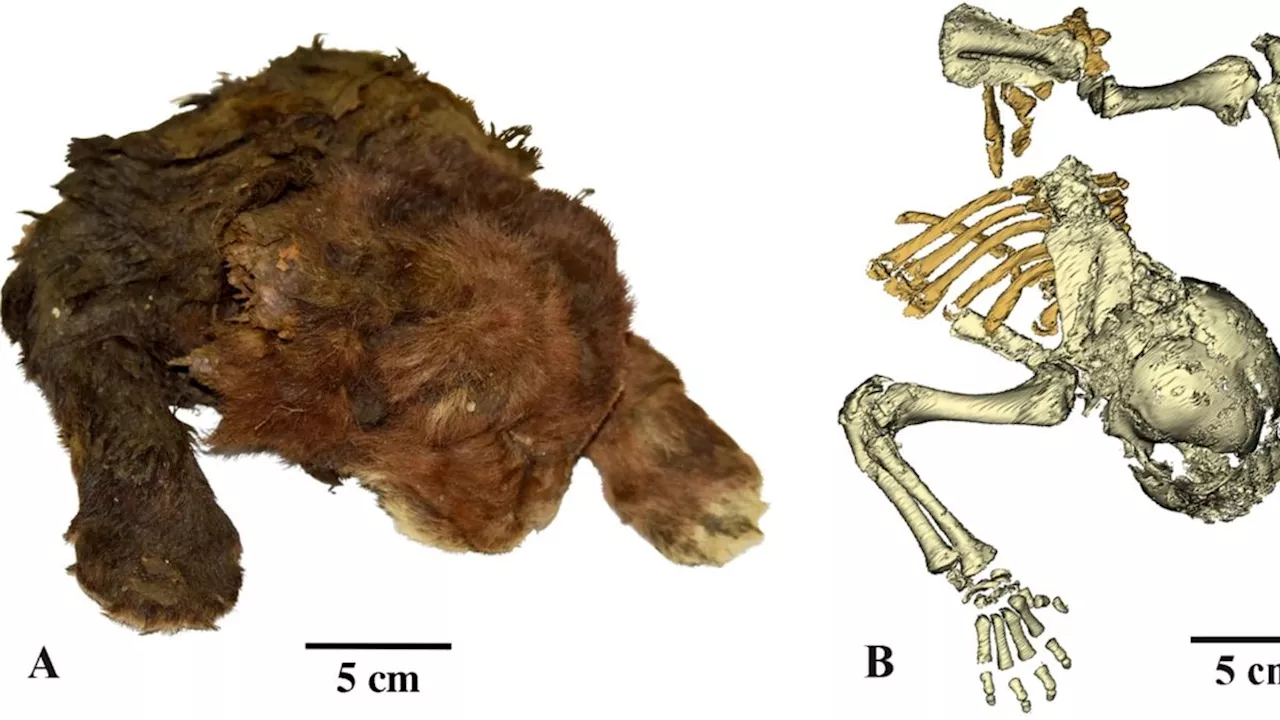 35.500 Jahre alte Überreste: Kleine Säbelzahnkatze aus dem sibirischen Eis fasziniert Forschende