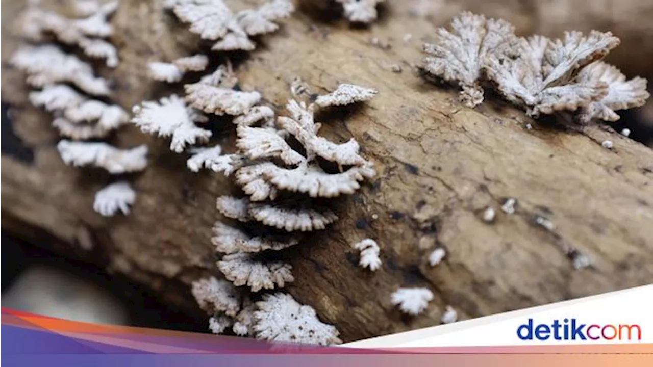 Waspada! Jamur Bukan Hanya Tumbuh saat Lembab, tapi Juga Suhu Panas