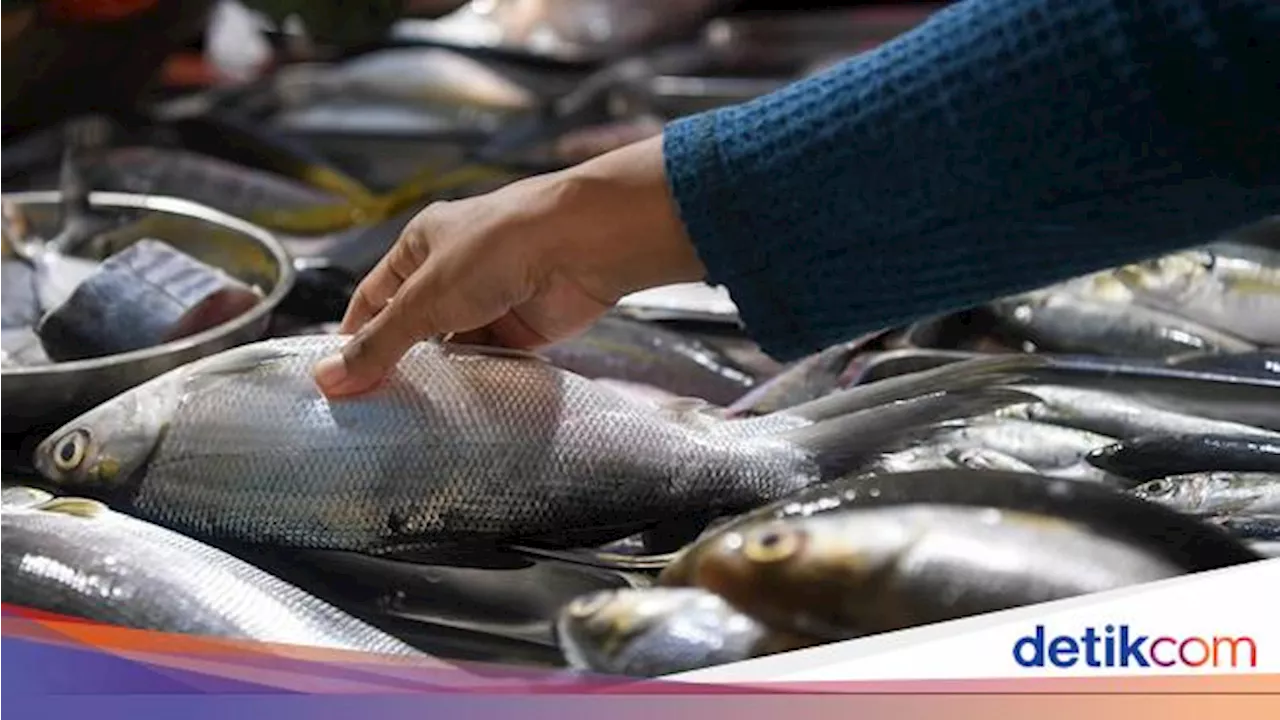 KKP Mau Genjot Produksi Ikan 24,58 Juta Ton-Ekspor US$ 6,25 Miliar