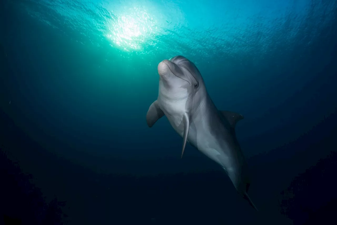 This Solitary Dolphin in the Baltic Sea Is Really Going Through It Right Now