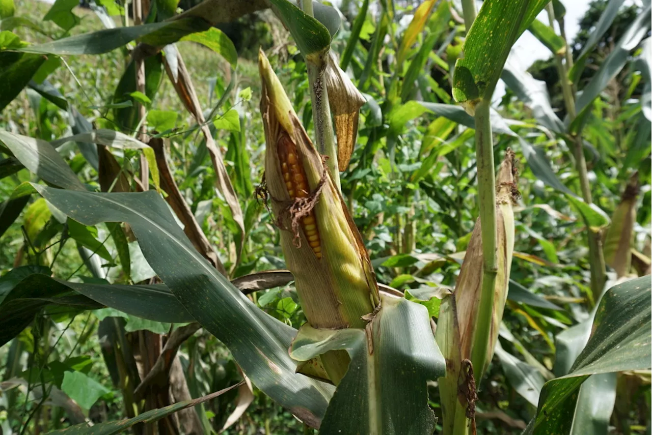 Terapkan Program Ketahanan Pangan, Lahan Tidur Disulap Jadi Kebun Jagung