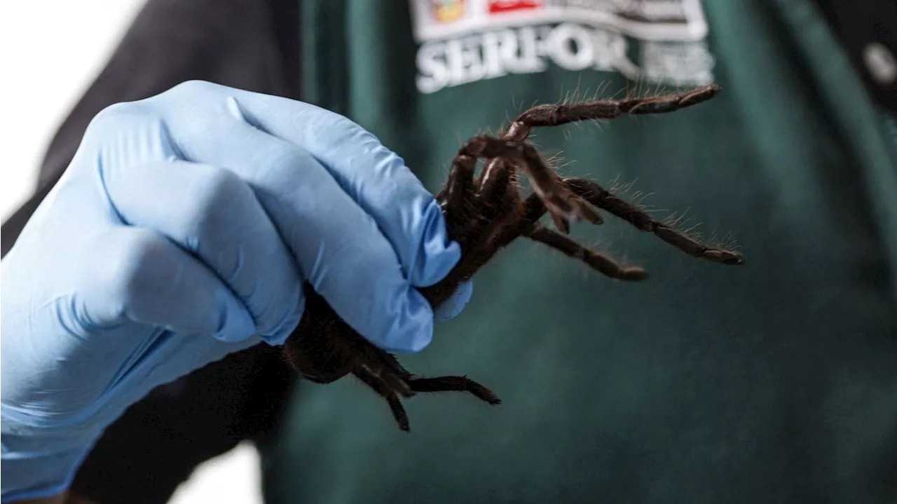  Mann hatte 320 Vogelspinnen unter seinem Pullover