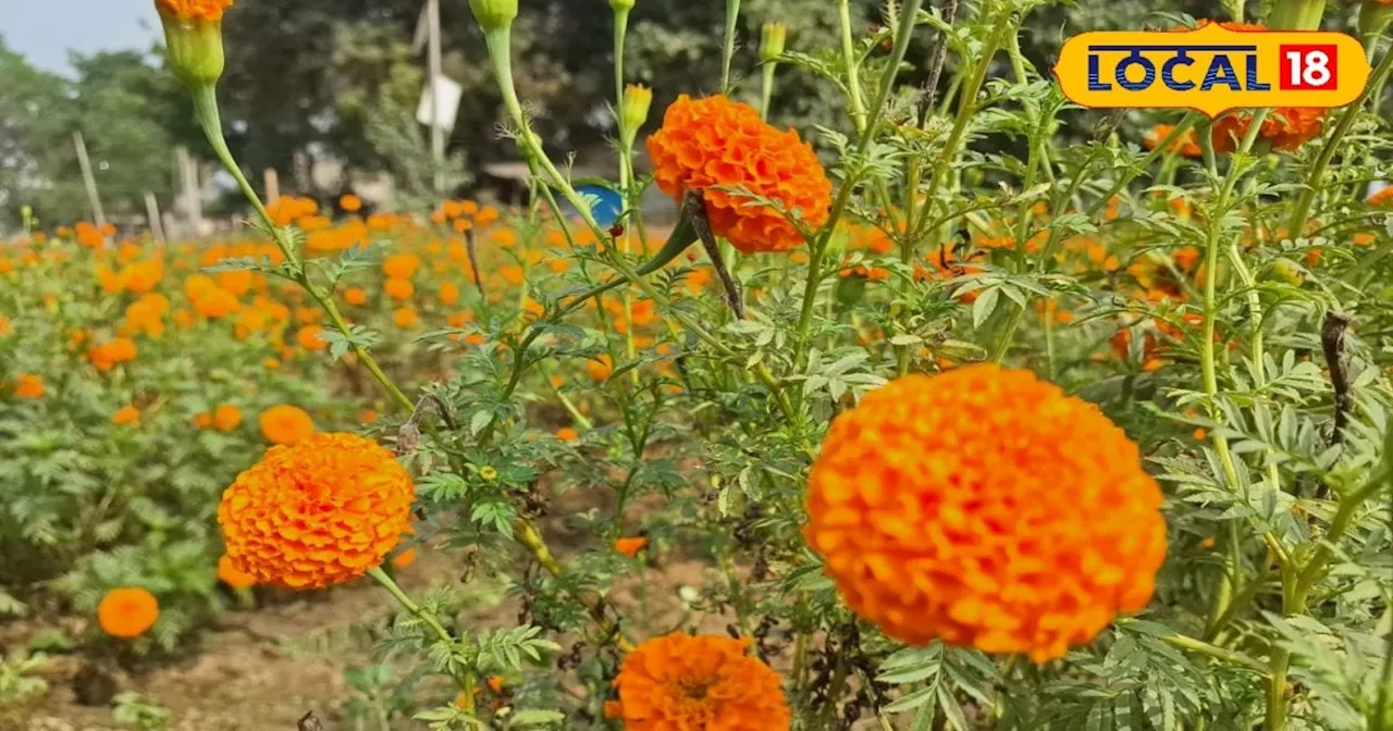 Marigold Farming: किसान कलकतिया गेंदा की करें खेती, 1 फसल से होगा 3-4 लाख का मुनाफा; जानें पूरा गणित