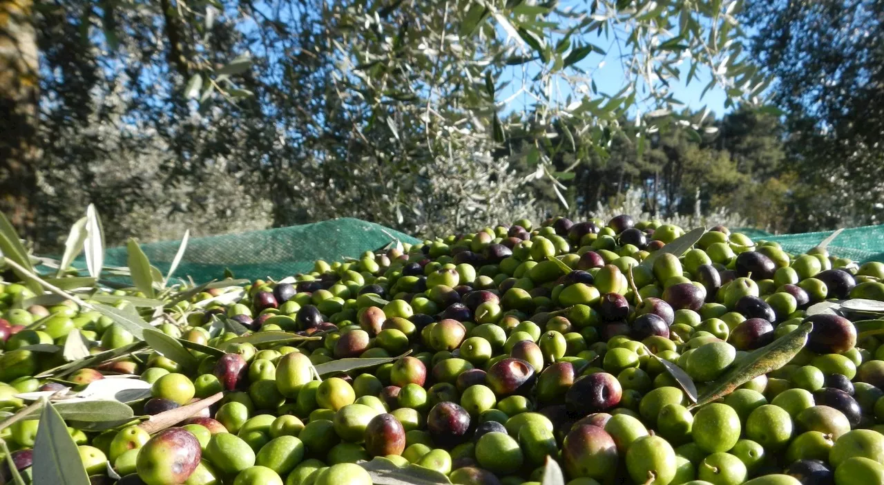 Amelia, investito dal trattore mentre raccoglie le olive. Grave un trentaquattrenne