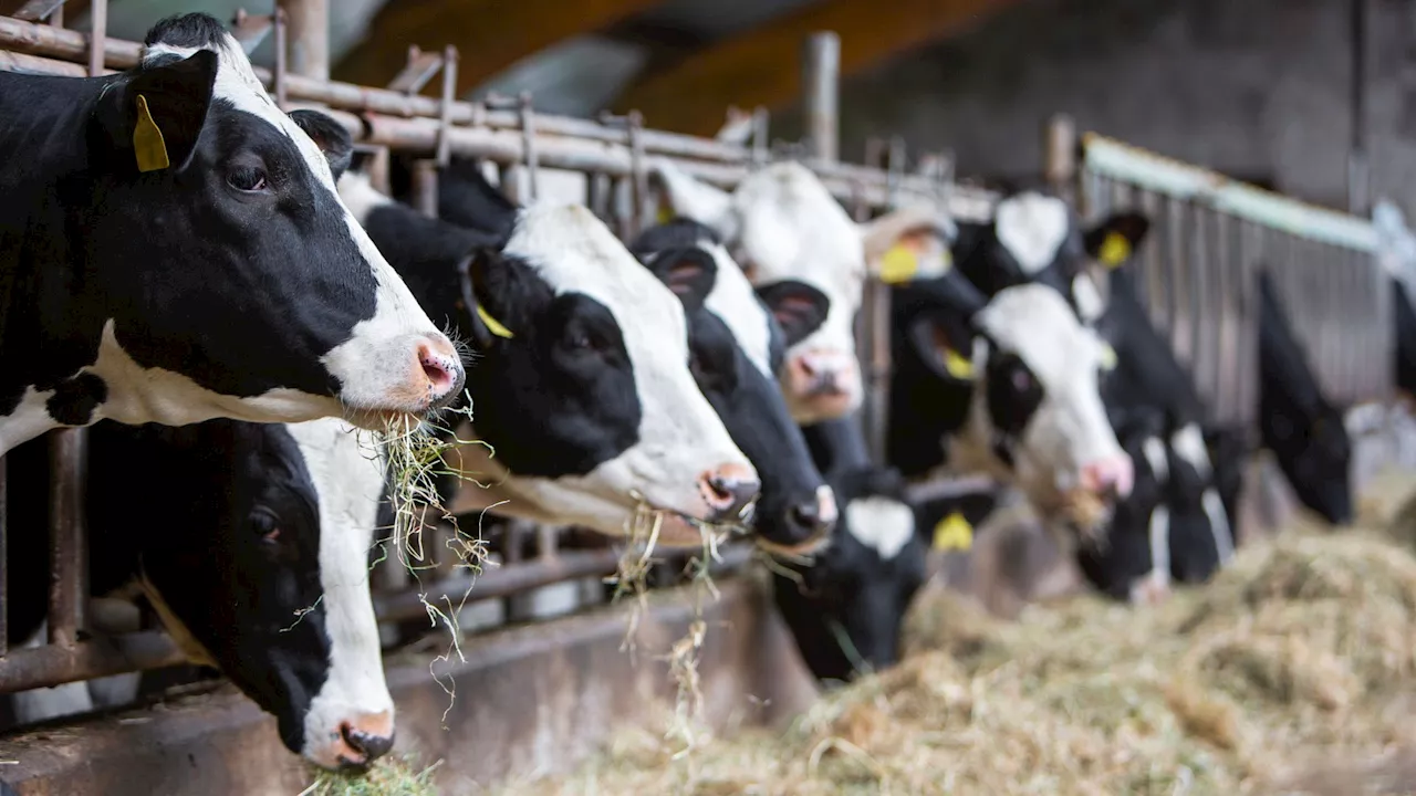 World’s 1st ‘fart tax’: Denmark slaps tax on gassy cows to fight climate change