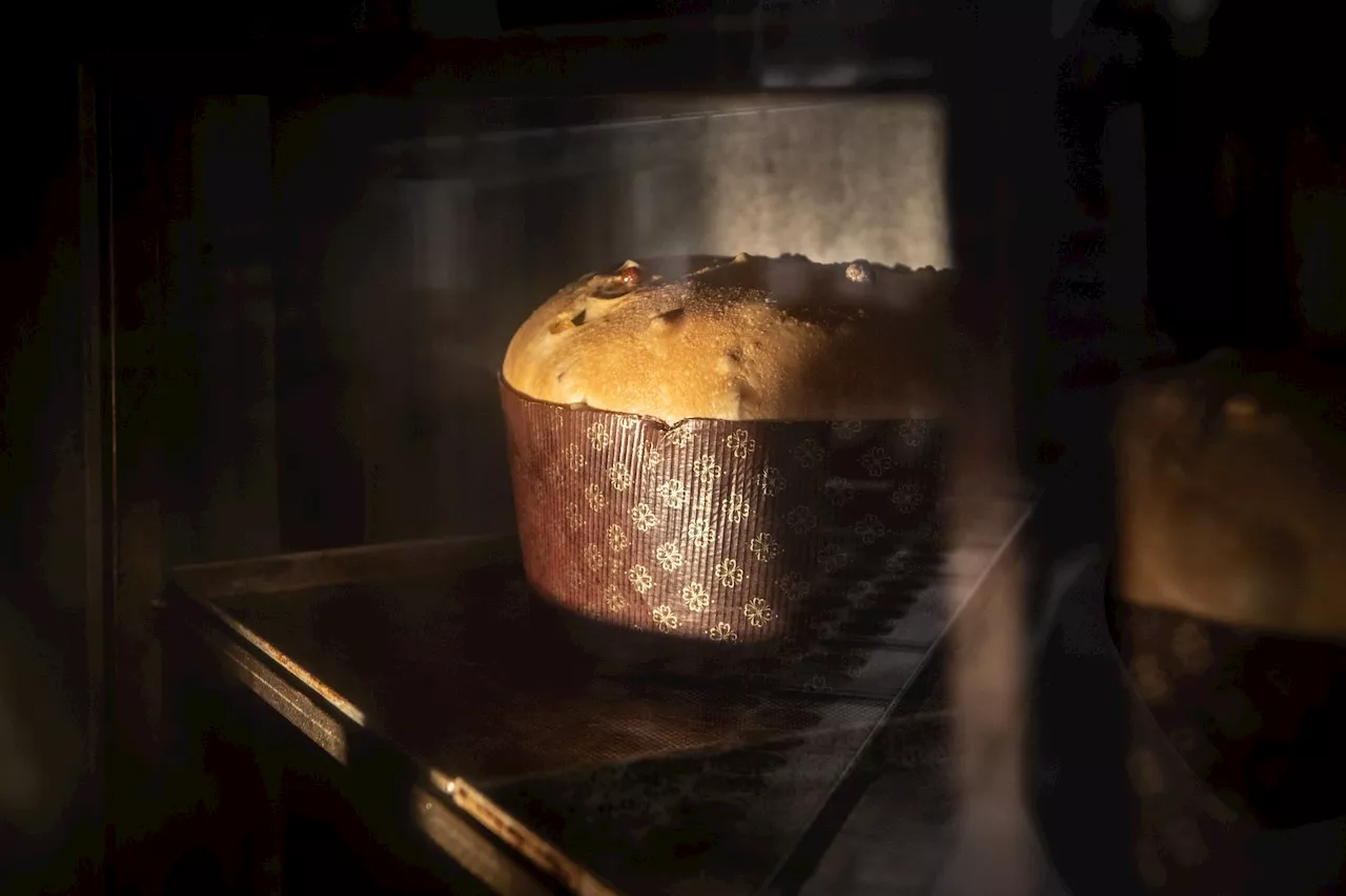 PanCricri a base di grilli: la nuova frontiera del panettone