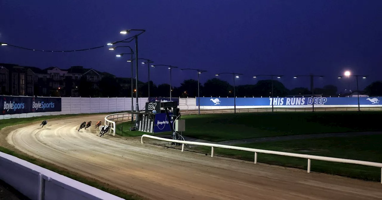 Six of Ireland's best to compete in the 2024 BoyleSports Irish Greyhound Derby